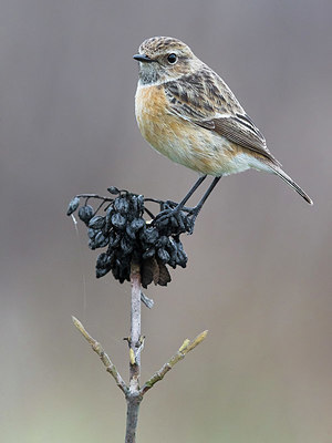 BUITEN BEELD Foto: 332835