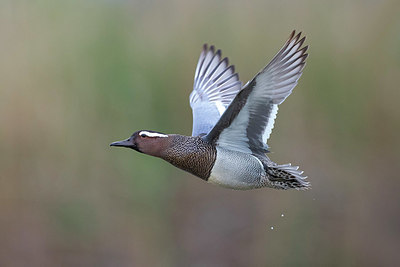 BUITEN BEELD Foto: 332853