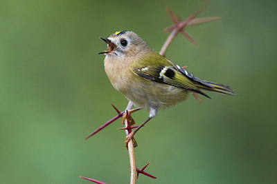 BUITEN BEELD Foto: 332856