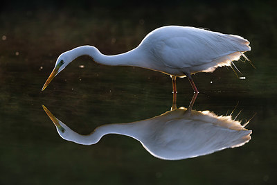 BUITEN BEELD Foto: 332890