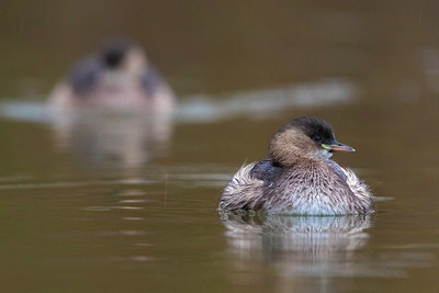 BUITEN BEELD Foto: 332929