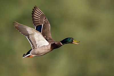 BUITEN BEELD Foto: 332945