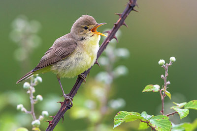 BUITEN BEELD Foto: 332949
