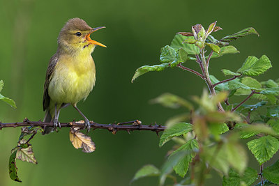 BUITEN BEELD Foto: 332951