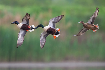 BUITEN BEELD Foto: 332973