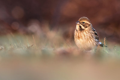 BUITEN BEELD Foto: 333024
