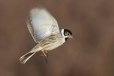 BUITEN BEELD Foto: 333027