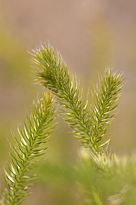 BUITEN BEELD Foto: 333164