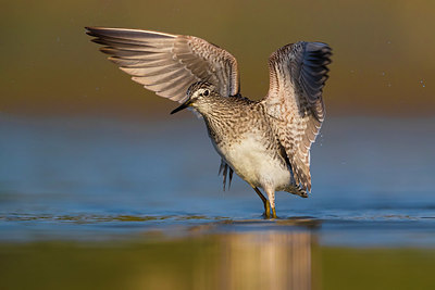 BUITEN BEELD Foto: 333331