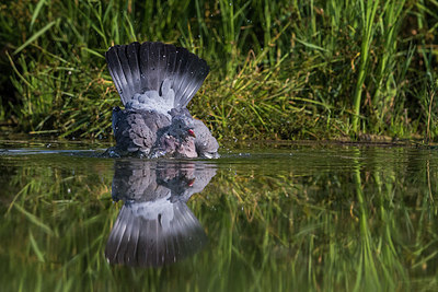 BUITEN BEELD Foto: 333346