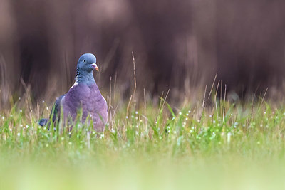 BUITEN BEELD Foto: 333347