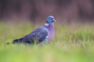 BUITEN BEELD Foto: 333349