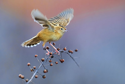 BUITEN BEELD Foto: 333375