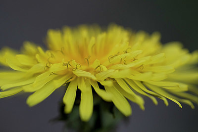 BUITEN BEELD Foto: 333497
