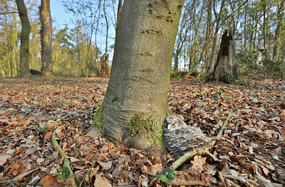 BUITEN BEELD Foto: 333589