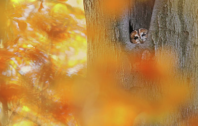 BUITEN BEELD Foto: 333593