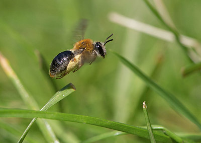 BUITEN BEELD Foto: 333614