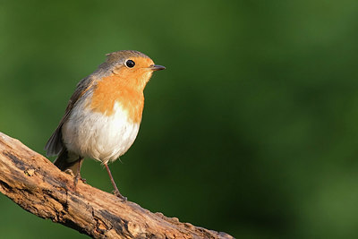 BUITEN BEELD Foto: 333624