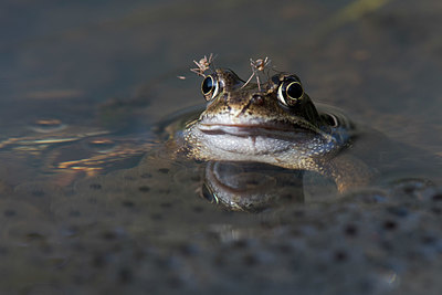 BUITEN BEELD Foto: 333632