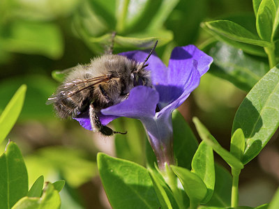 BUITEN BEELD Foto: 333649