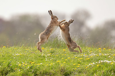 BUITEN BEELD Foto: 333658