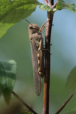BUITEN BEELD Foto: 333661