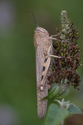BUITEN BEELD Foto: 333662