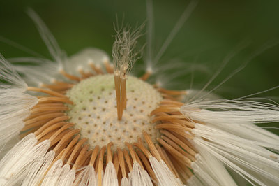 BUITEN BEELD Foto: 333769