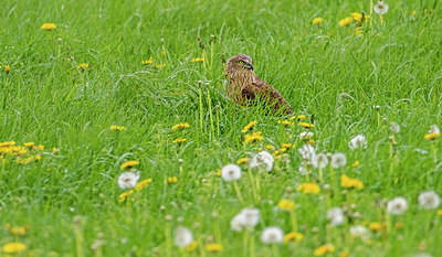 BUITEN BEELD Foto: 333777