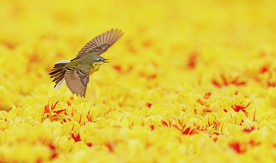 BUITEN BEELD Foto: 333778