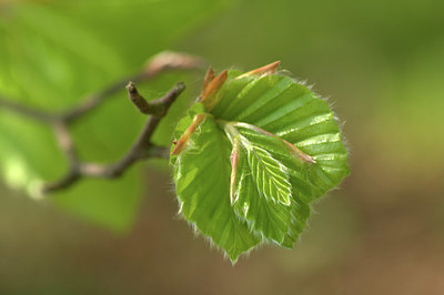 BUITEN BEELD Foto: 333827