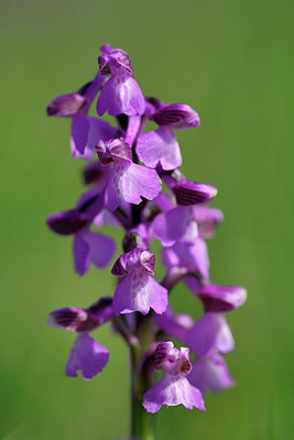 BUITEN BEELD Foto: 333855