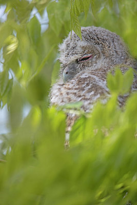 BUITEN BEELD Foto: 333863