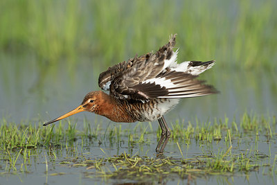 BUITEN BEELD Foto: 333870
