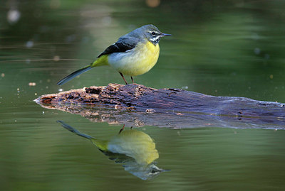 BUITEN BEELD Foto: 333879