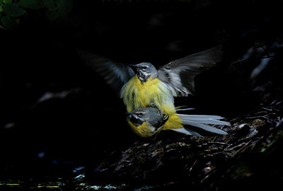 BUITEN BEELD Foto: 333882