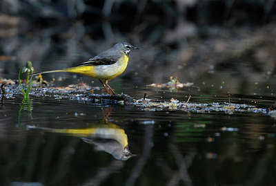 BUITEN BEELD Foto: 333884