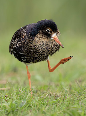 BUITEN BEELD Foto: 333909