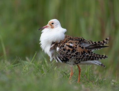 BUITEN BEELD Foto: 333918
