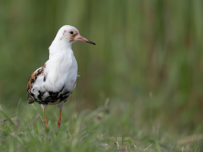 BUITEN BEELD Foto: 333919