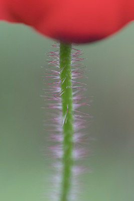 BUITEN BEELD Foto: 333944