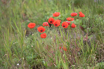 BUITEN BEELD Foto: 333948