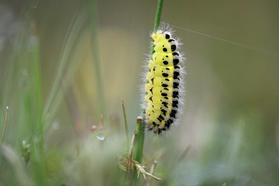 BUITEN BEELD Foto: 333989