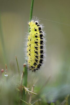 BUITEN BEELD Foto: 333990