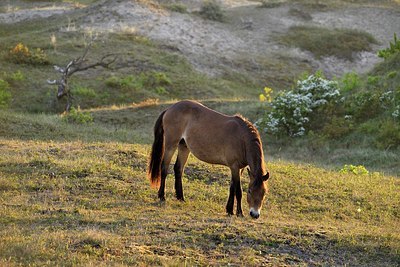 BUITEN BEELD Foto: 333994