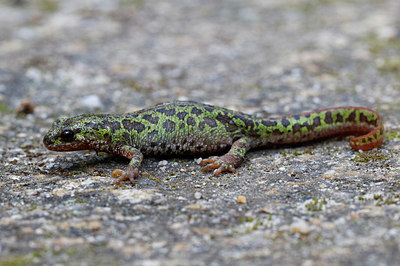 BUITEN BEELD Foto: 334012