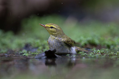 BUITEN BEELD Foto: 334018