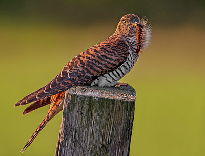 BUITEN BEELD Foto: 334048