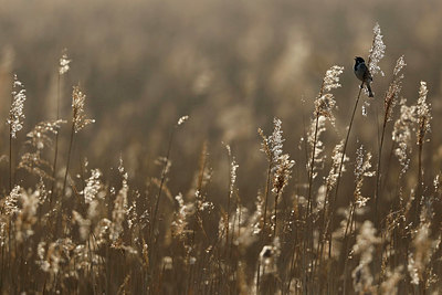 BUITEN BEELD Foto: 334051