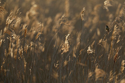 BUITEN BEELD Foto: 334053